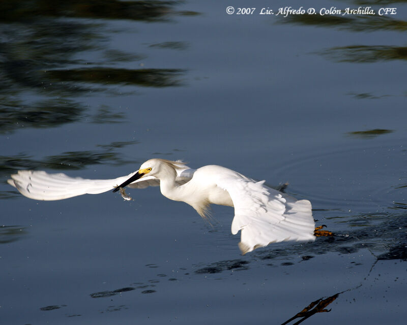 Snowy Egret