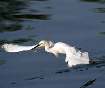 Snowy Egret