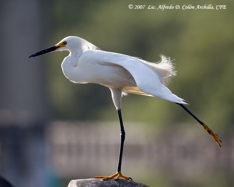 Snowy Egret