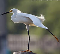 Snowy Egret