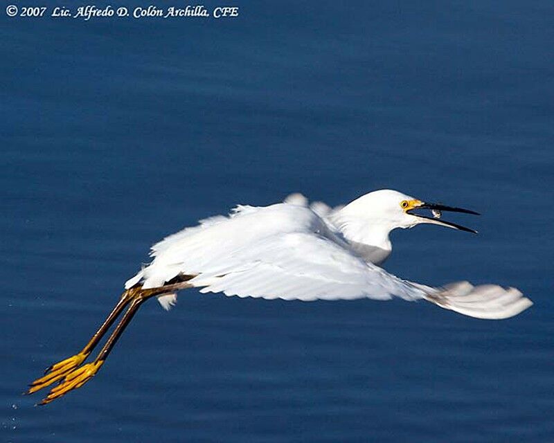 Aigrette neigeuse