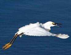 Aigrette neigeuse