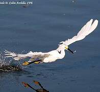 Snowy Egret