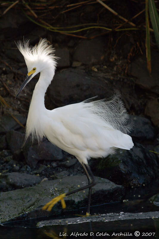 Aigrette neigeuse