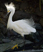 Snowy Egret