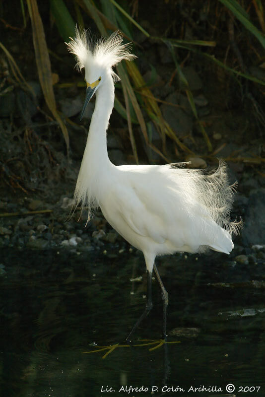 Aigrette neigeuse