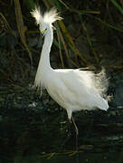 Snowy Egret