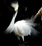 Aigrette neigeuse