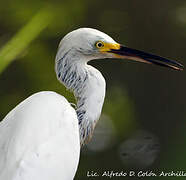 Aigrette neigeuse