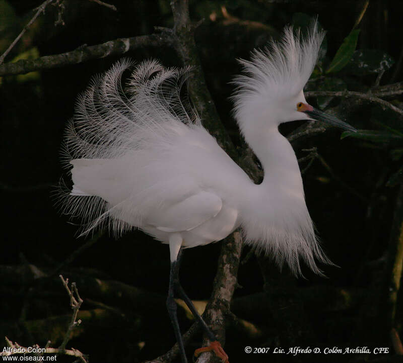 Snowy Egret