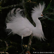 Aigrette neigeuse