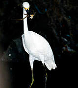 Aigrette neigeuse