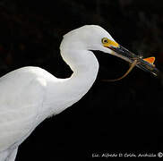 Snowy Egret