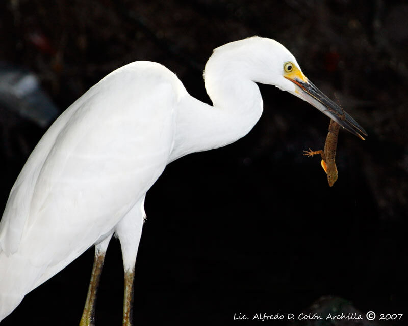 Snowy Egret