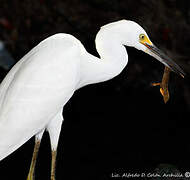 Aigrette neigeuse