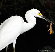 Snowy Egret