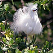 Aigrette neigeuse