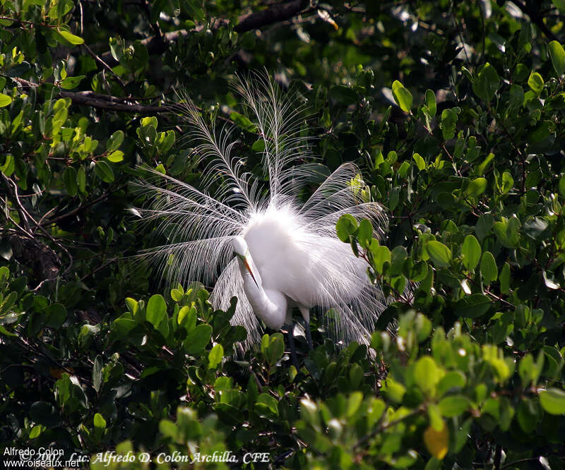 Snowy Egret