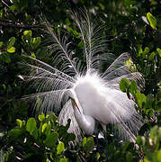 Snowy Egret