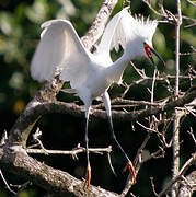 Snowy Egret