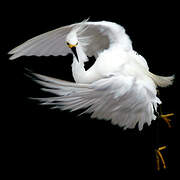 Snowy Egret