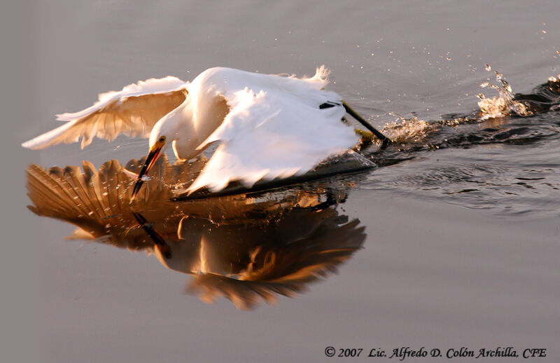 Aigrette neigeuse