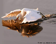 Aigrette neigeuse