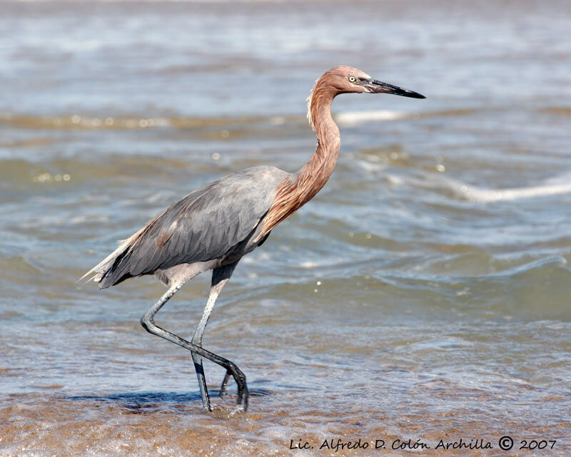 Reddish Egret