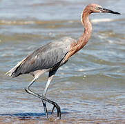 Aigrette roussâtre