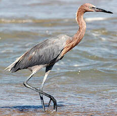 Aigrette roussâtre