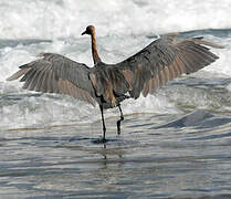 Reddish Egret