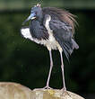 Aigrette tricolore