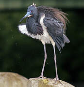 Aigrette tricolore