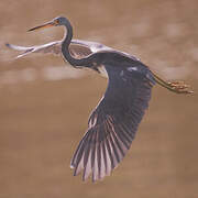 Tricolored Heron