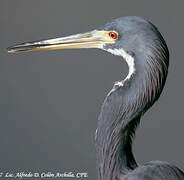 Aigrette tricolore