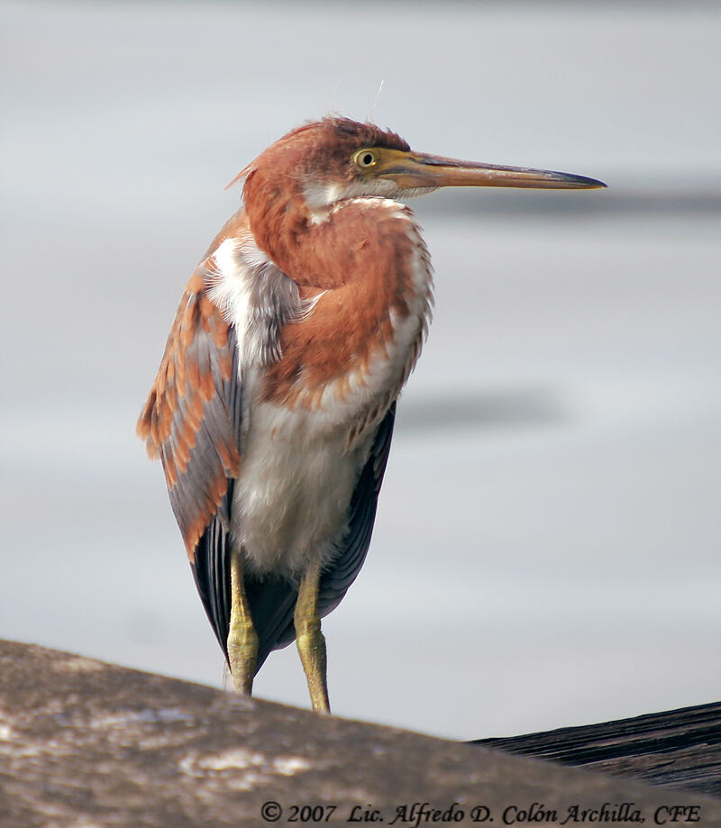 Aigrette tricolorejuvénile