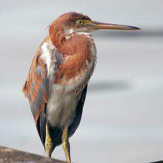 Aigrette tricolore