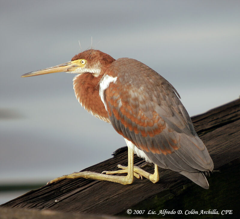 Aigrette tricolore