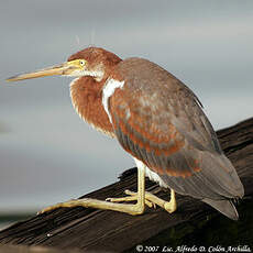 Aigrette tricolore