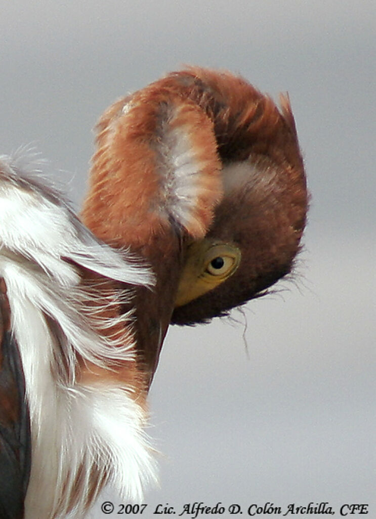 Aigrette tricolorejuvénile