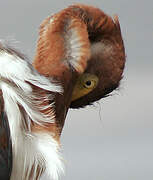 Aigrette tricolore