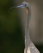 Aigrette tricolore