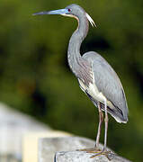 Aigrette tricolore