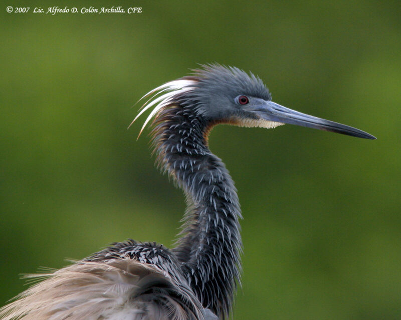 Aigrette tricolore