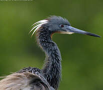 Tricolored Heron