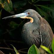 Aigrette tricolore