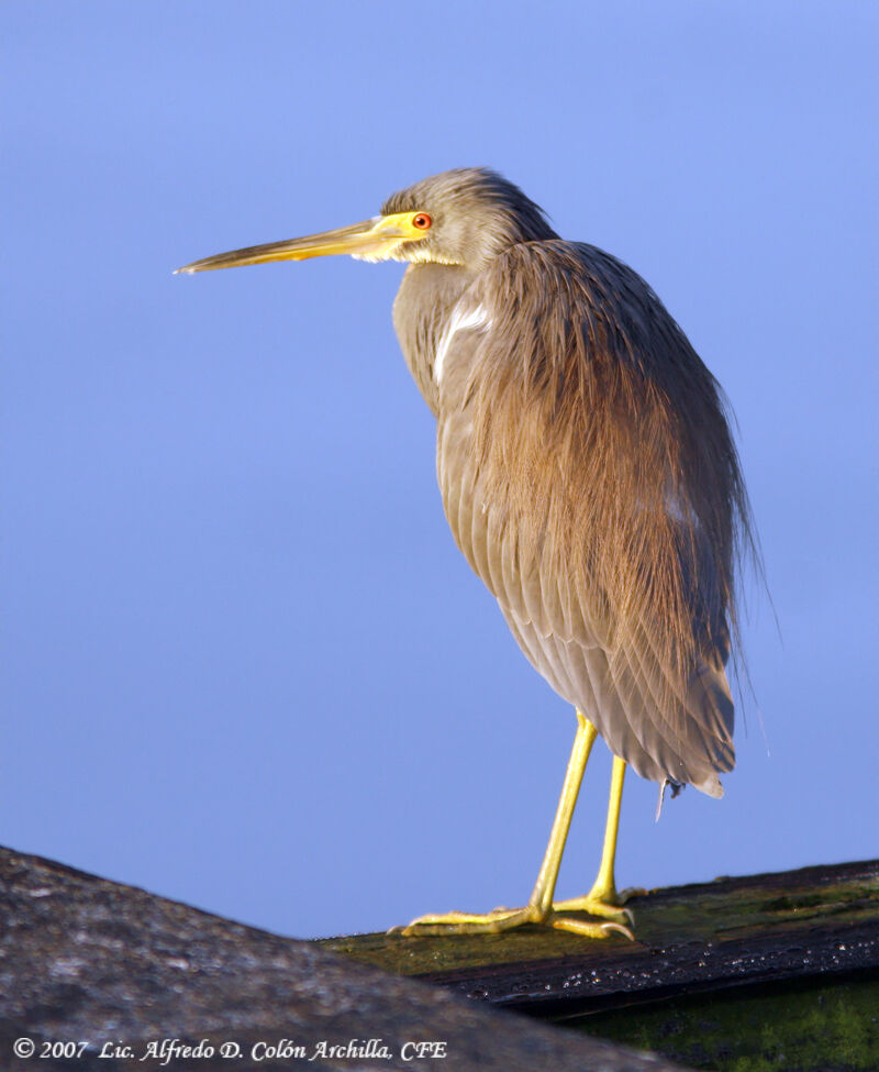 Aigrette tricolore