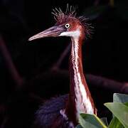 Aigrette tricolore