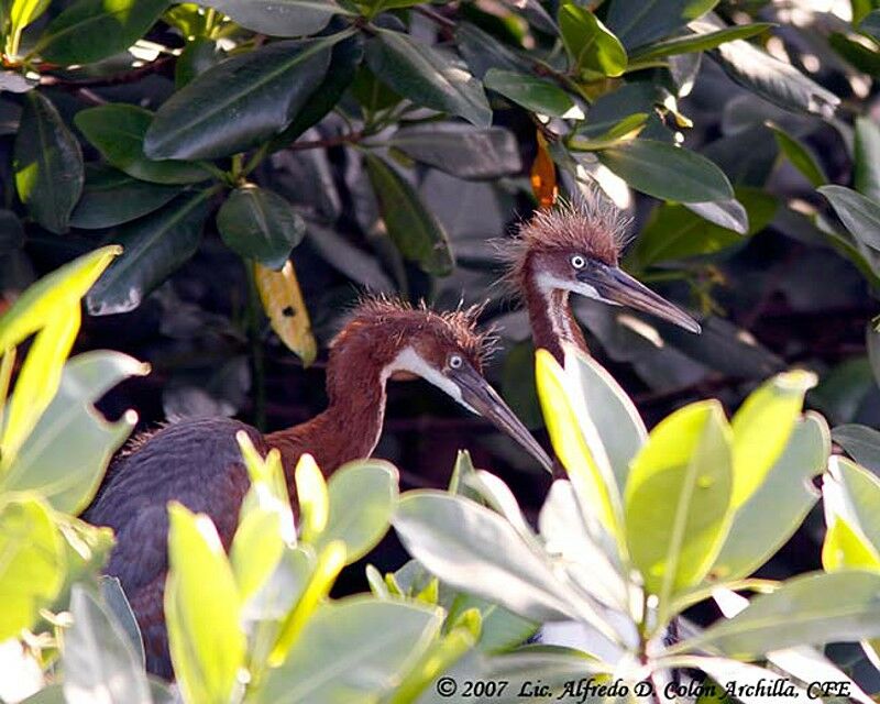 Aigrette tricolorejuvénile