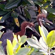 Tricolored Heron